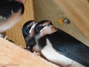 Swallows-in-the-shed