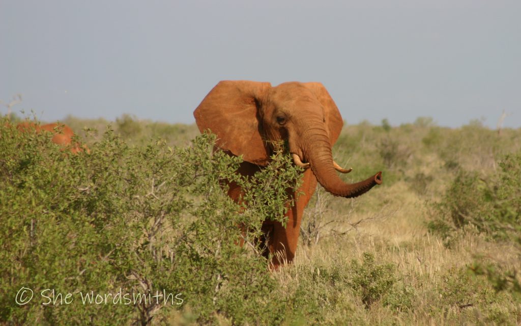 Elephant in Tsavo East
