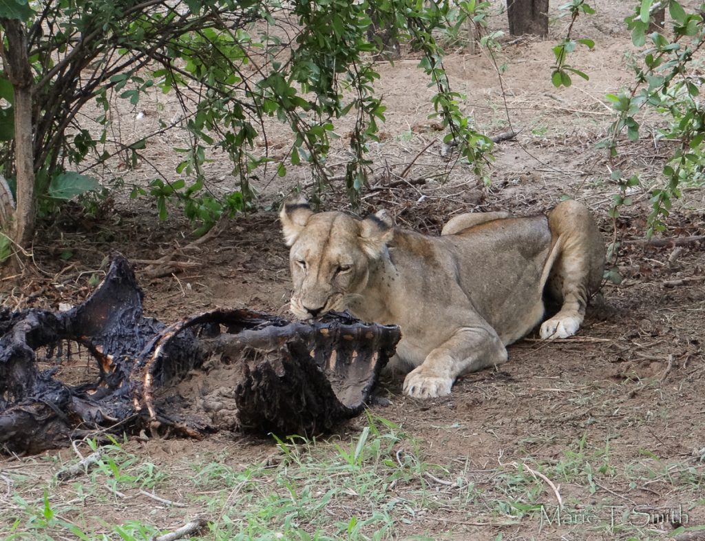 Picture of lion eating