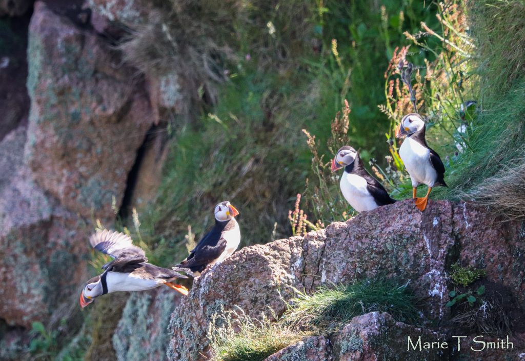 Funny group of puffins