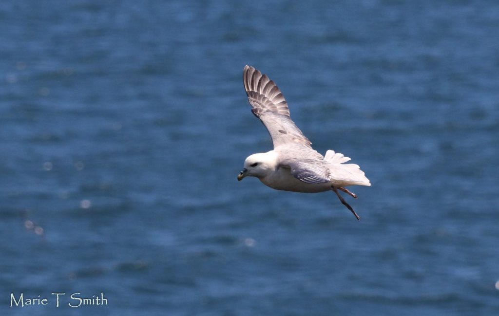 Gull flying off the coast of Scotland