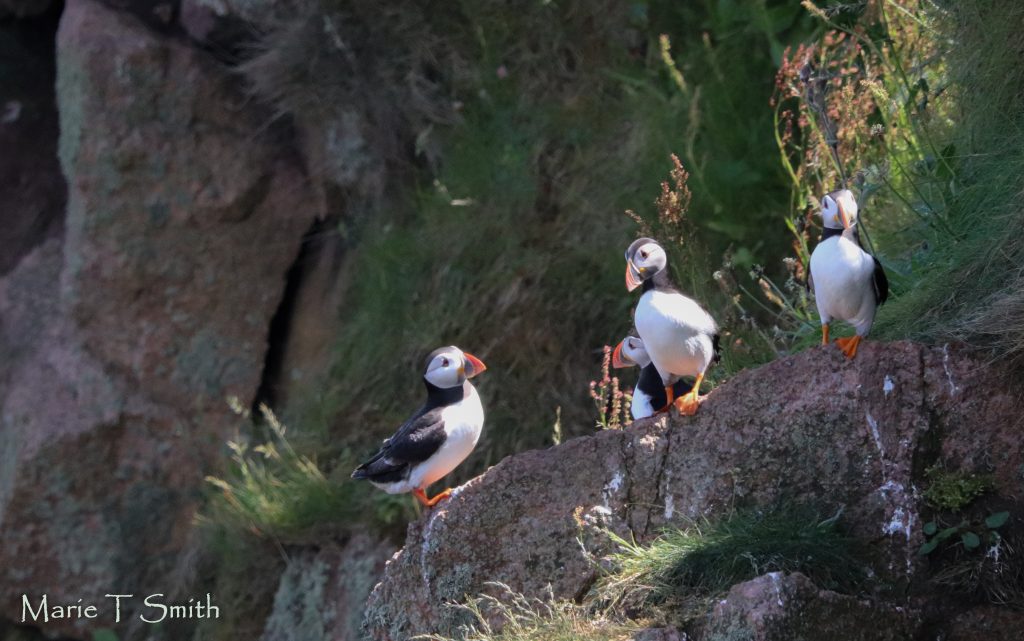 Four puffins on the east coast
