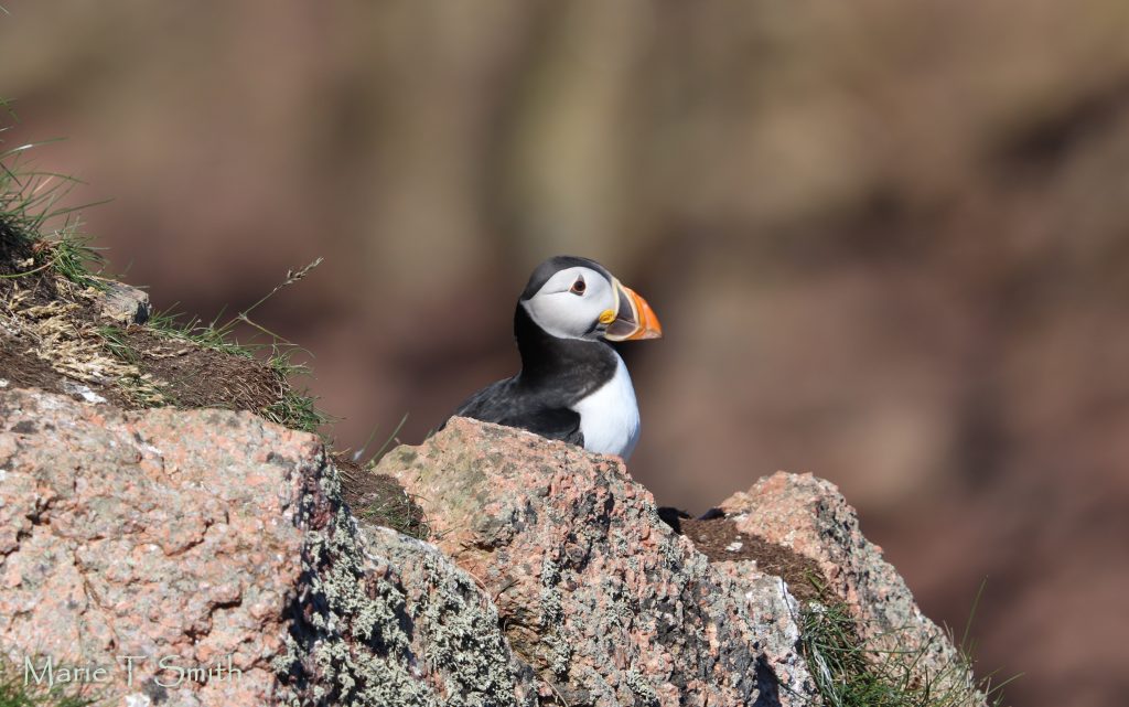 Puffin head and shoulders