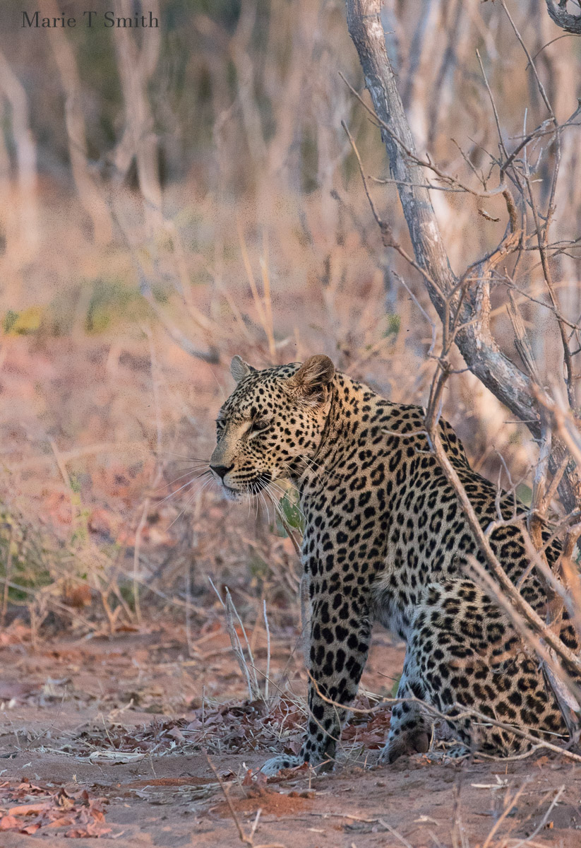 leopard waiting for an opportunity