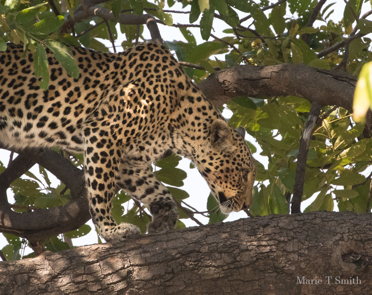 Right place right time we nearly missed this leopard