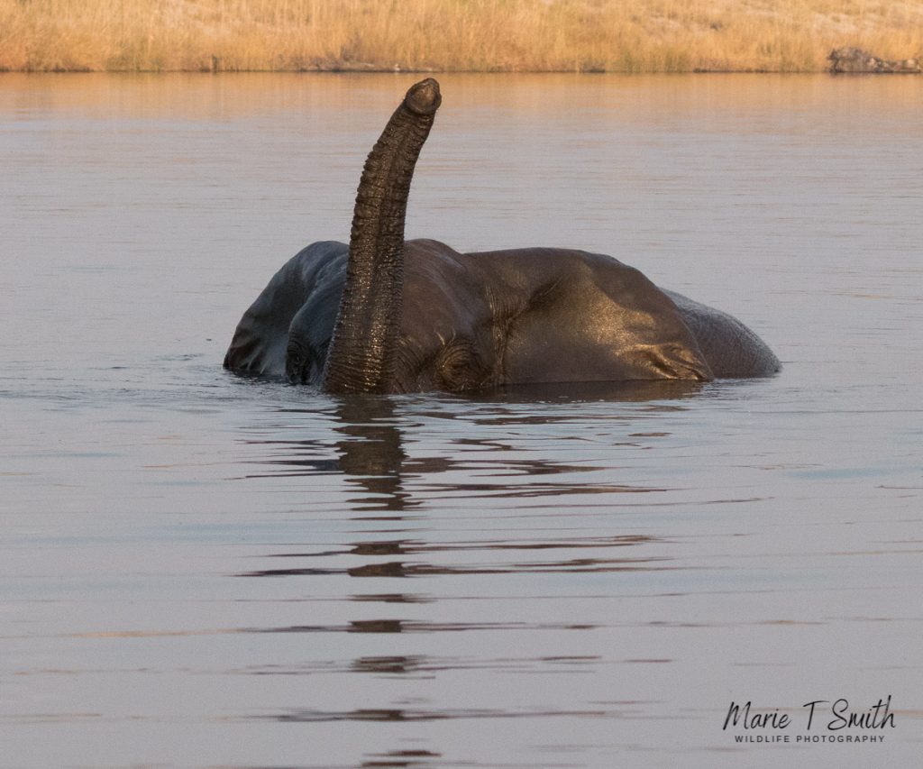 Elephants look like bronze when wet, swimming in the Chobe River. Botswana