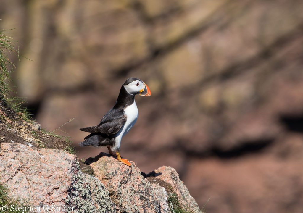 Showing a Puffin in profile