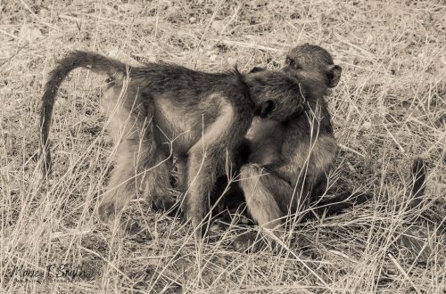 Two baboons kiss - n=metaphor for flirting with writing