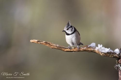Crested tit sideways to camera sat on a branch in spring with sunlight on its breast